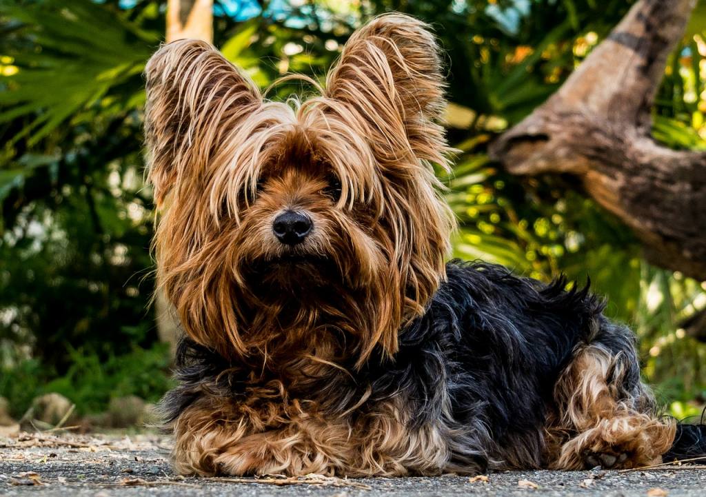are australian silky terrier puppies lazy