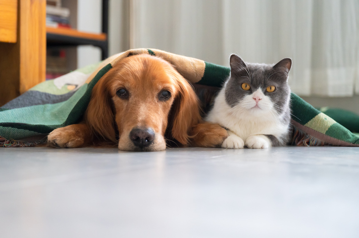 Understanding Kidney Disease in Dogs and Cats