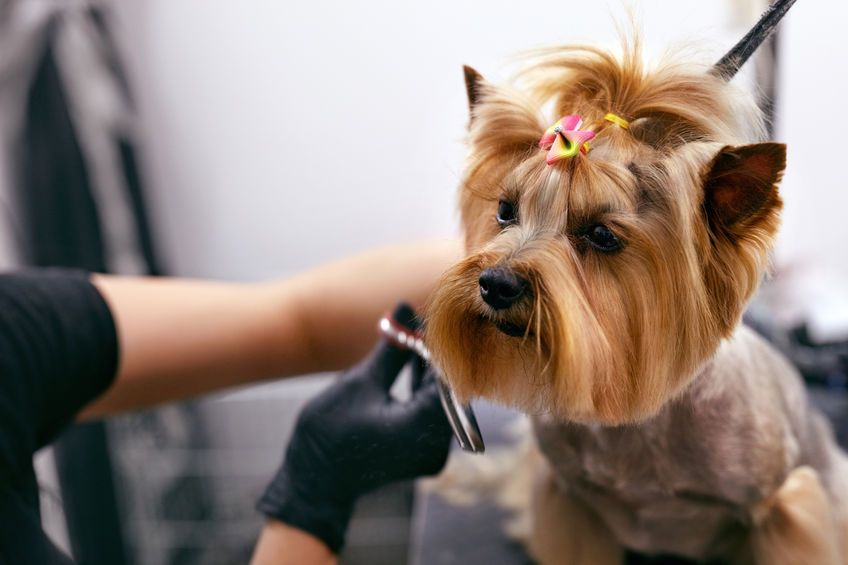 Pet Hairstyles and Grooming Techniques to Try
