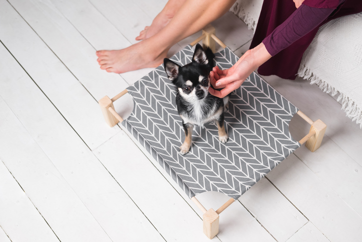 Why Buy an Elevated Dog Bed?