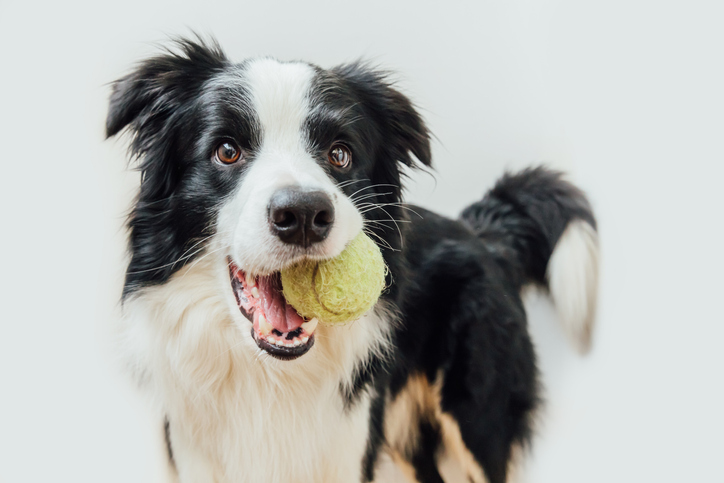 Fun Games That Will Help You Bond With Your Dog