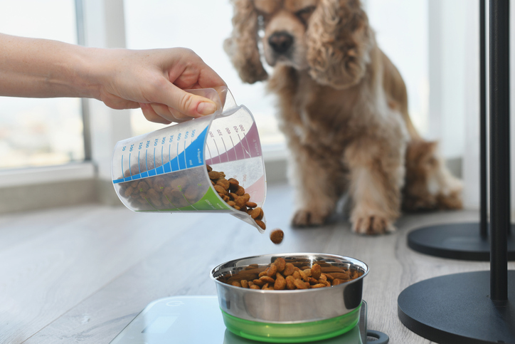 7 Expert Tips About Pet Nutrition Pet Owners Should Know