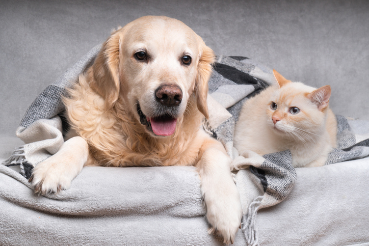 The Hidden Benefits of Pet Ownership: How Animals Enhance Mental Health