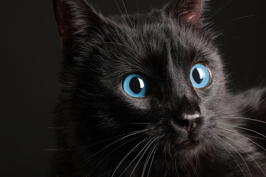 Bizarre Pet Superstitions: What Your Pet Might Be Telling You