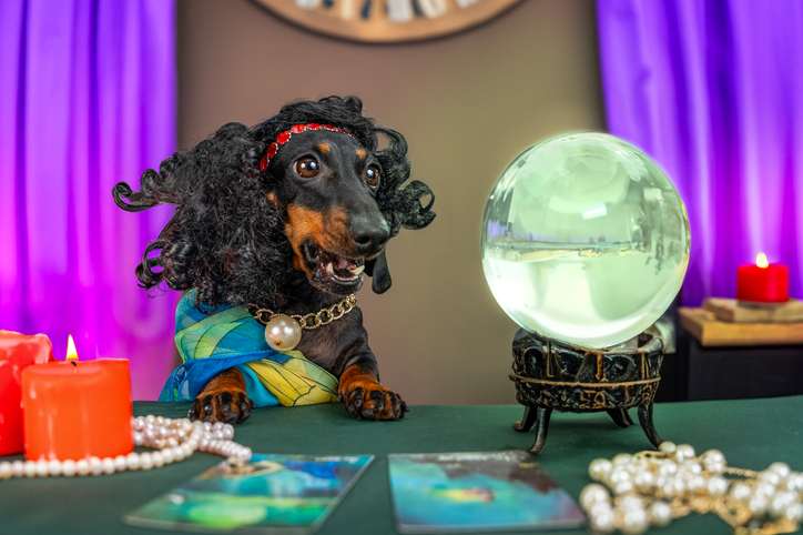 The Pet Psychic Phenomenon: Can Animals Really Communicate with Us?