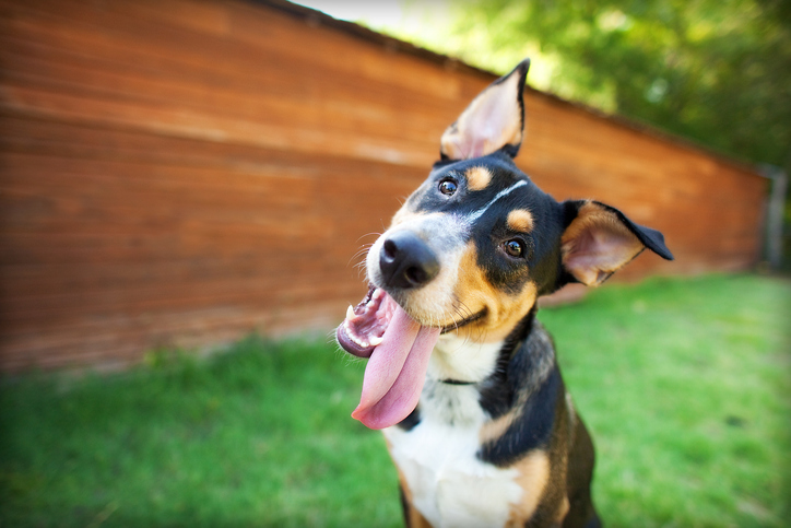 Outrageous Pet Names: A Look at the Most Creative Monikers for Our Furry Friends