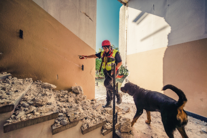 The Secret Lives of Working Dogs: Behind the Scenes of Canine Careers