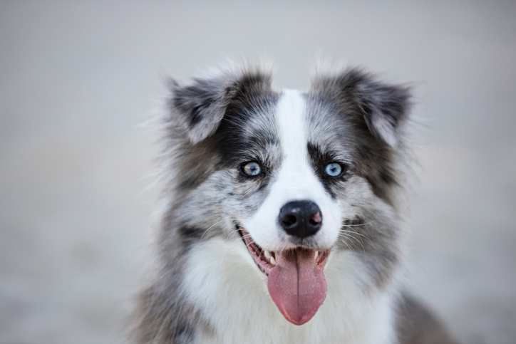 Understanding the Science of Dog Senses: How Your Pup Experiences the World