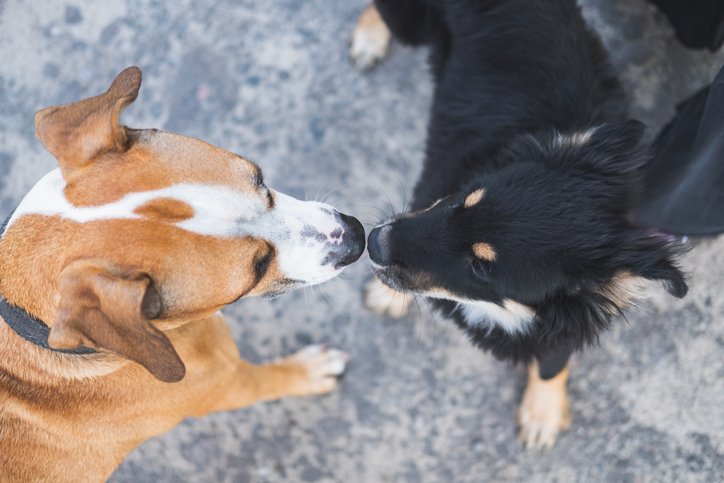 From Whiskers to Wagging Tails: A Guide to Interspecies Communication