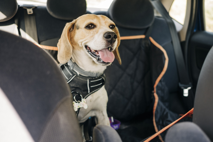 Traveling with Pets: Tips for Stress-Free Adventures